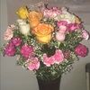 ryderrose